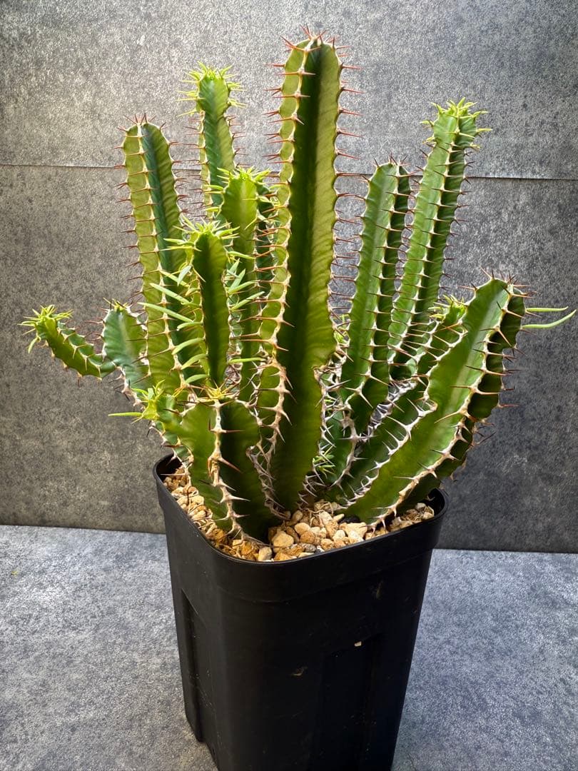 ユーフォルビア　ムランジーナ　実生　339