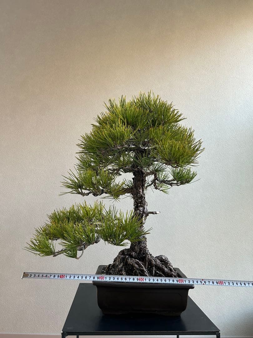 黒松　盆栽　激古　中品　足元20㎝