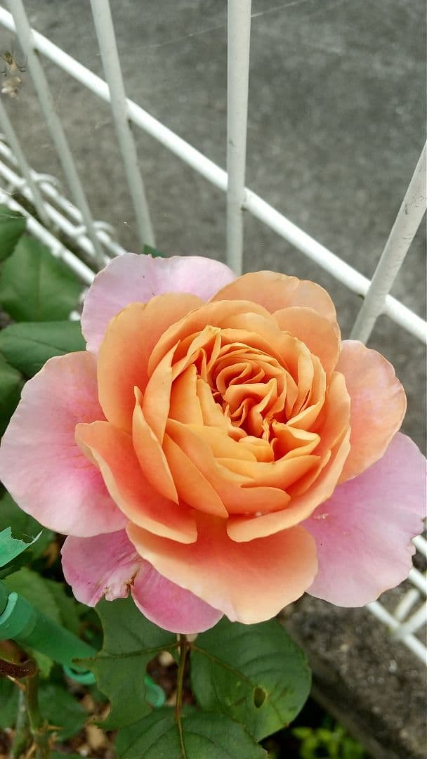 ご確認用です。