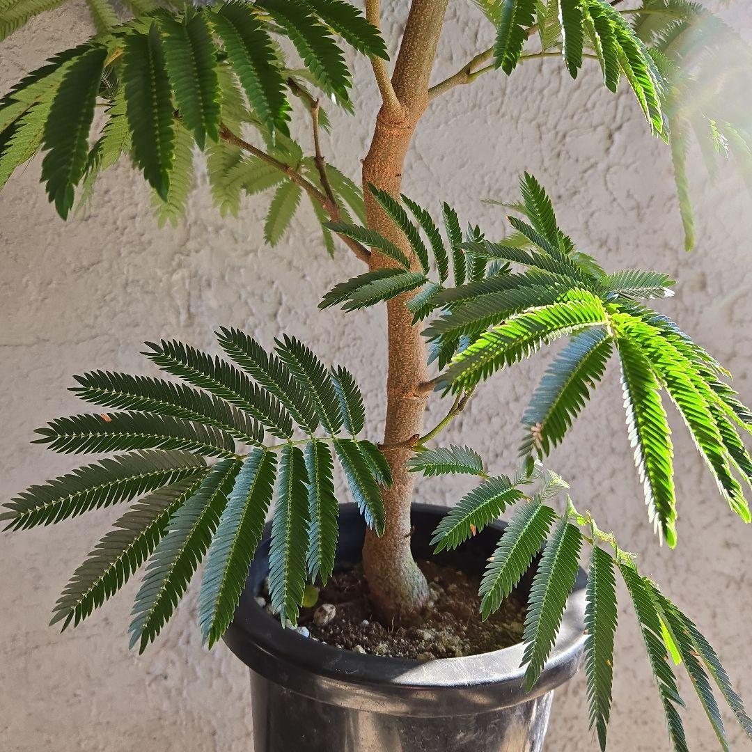 ③　エバーフレッシュ　8号特大苗木最高等級極上品‼️　極太