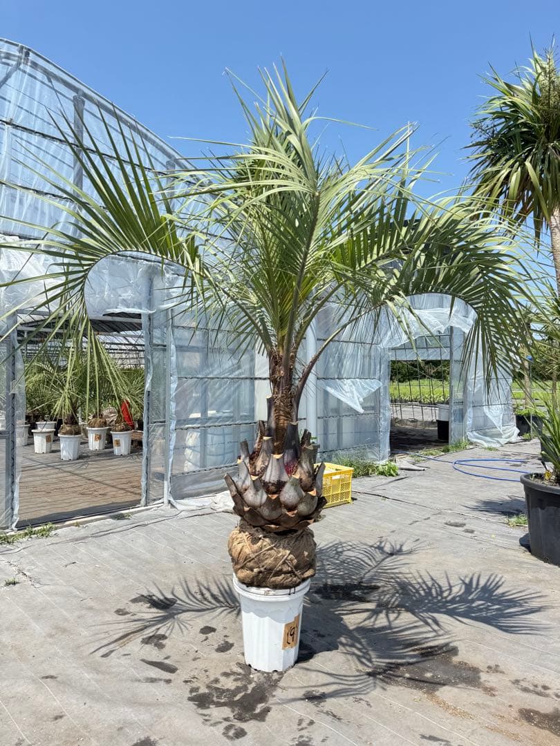 ココスヤシシルバーリーフ 【極太】葉先200cm 幹回り125cm 幹高50cm