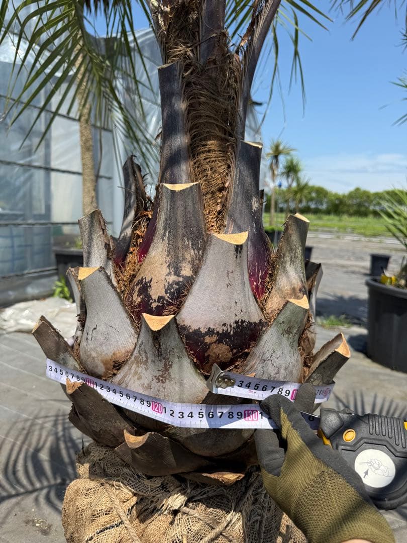 ココスヤシシルバーリーフ 【極太】葉先200cm 幹回り125cm 幹高50cm