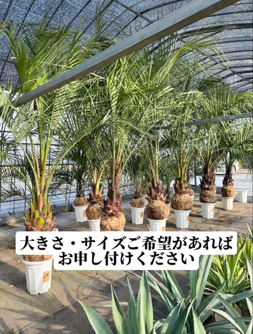 ココスヤシシルバーリーフ 【極太】葉先200cm 幹回り125cm 幹高50cm