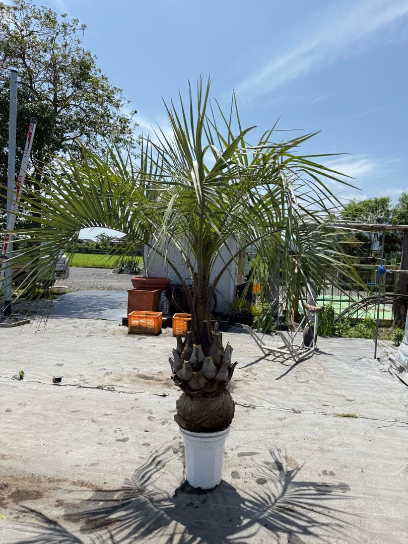 ココスヤシシルバーリーフ 【極太】葉先200cm 幹回り125cm 幹高50cm