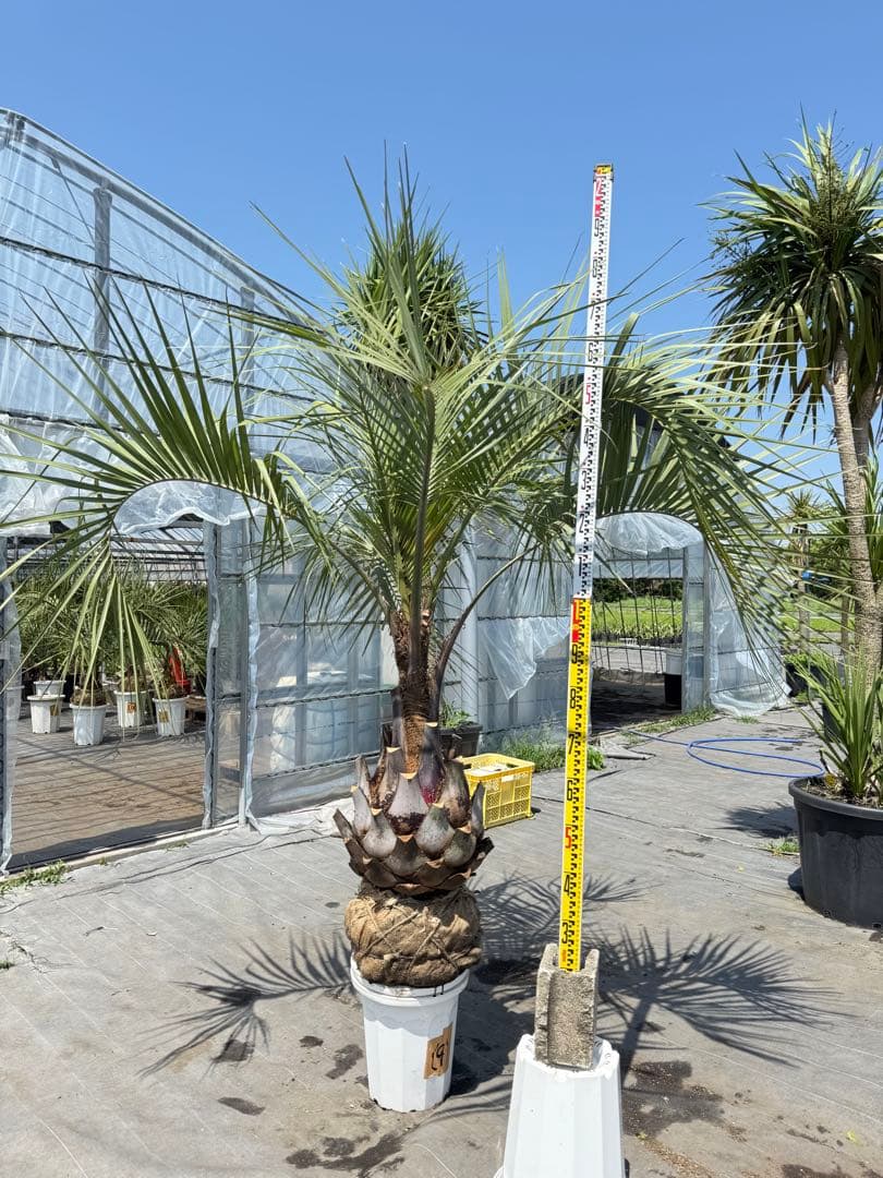 ココスヤシシルバーリーフ 【極太】葉先200cm 幹回り125cm 幹高50cm