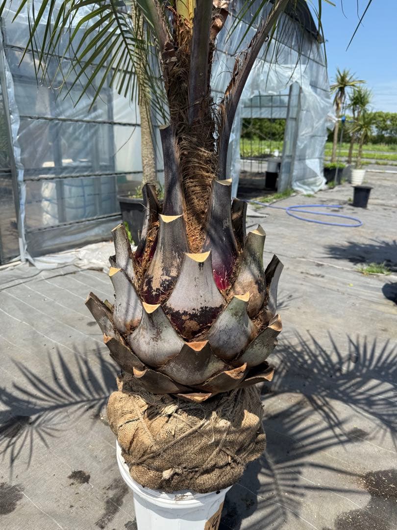 ココスヤシシルバーリーフ 【極太】葉先200cm 幹回り125cm 幹高50cm