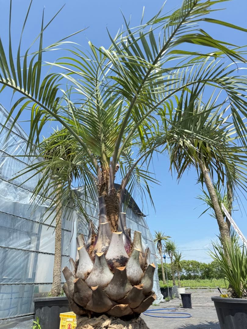 ココスヤシシルバーリーフ 【極太】葉先200cm 幹回り125cm 幹高50cm