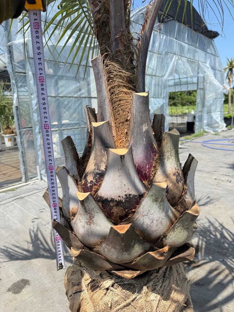 ココスヤシシルバーリーフ 【極太】葉先200cm 幹回り125cm 幹高50cm