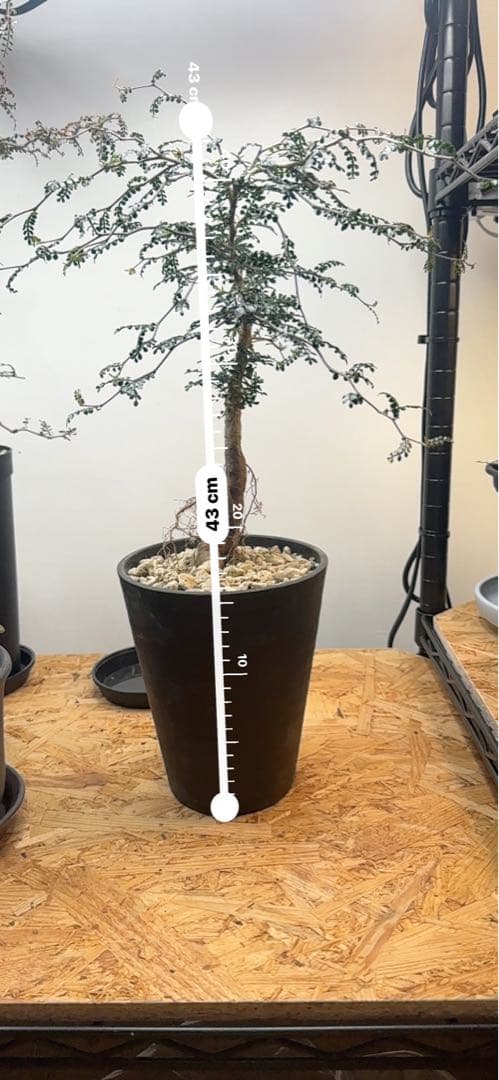 実生】オペルクリカリアパキプス