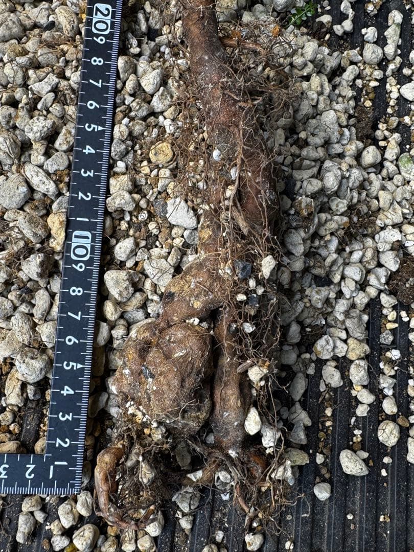 実生】オペルクリカリアパキプス