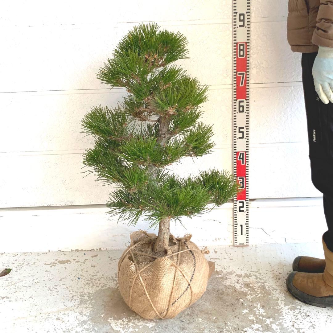 売り尽くし　黒松　約80cm【オウゴンシンパク/盆栽/日本庭園】35