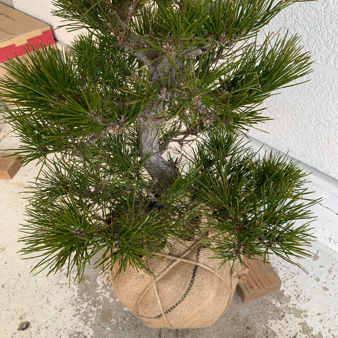 売り尽くし　黒松　約80cm【オウゴンシンパク/盆栽/日本庭園】35