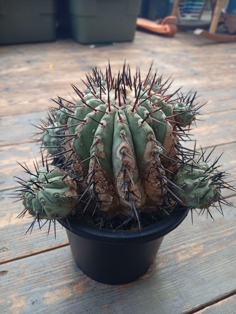 コピアポア シネレア 黒王丸 サボテン 多肉植物 多肉