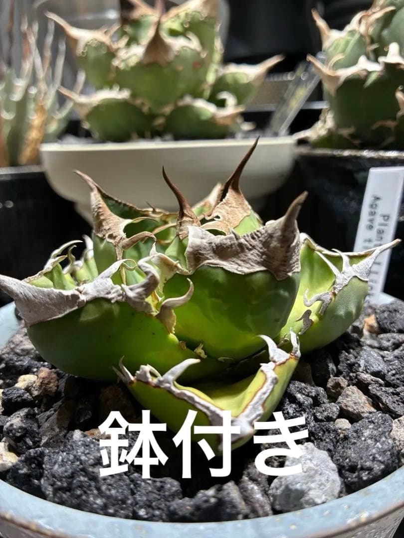 鉢付き　極上SAD 強鋸歯　南アフリカダイヤモンド　タグ付き