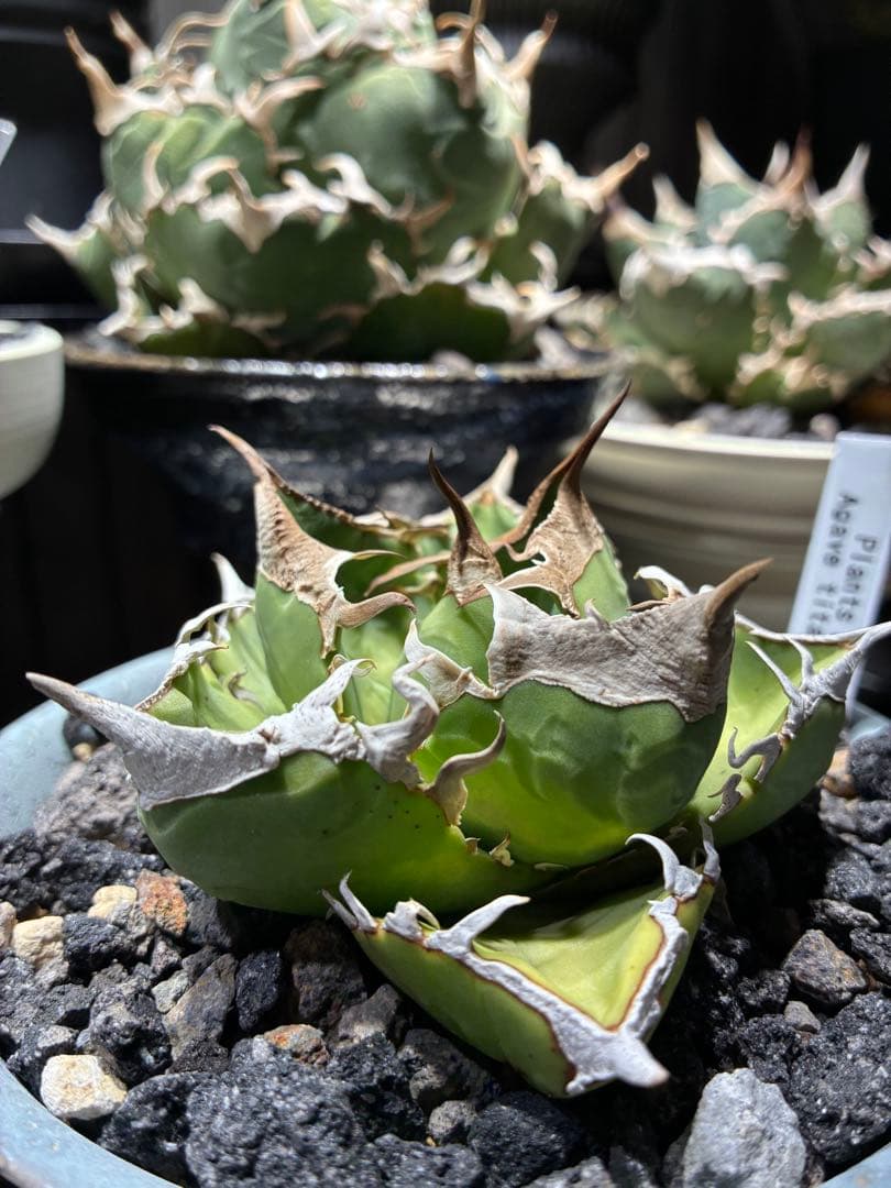 鉢付き　極上SAD 強鋸歯　南アフリカダイヤモンド　タグ付き