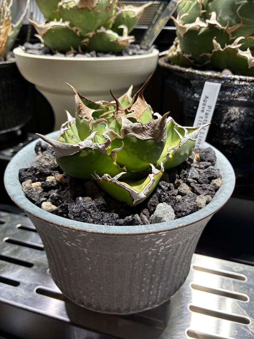 鉢付き　極上SAD 強鋸歯　南アフリカダイヤモンド　タグ付き