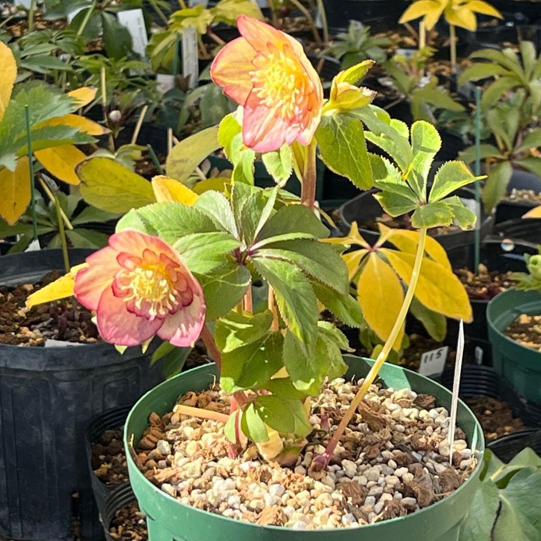 ぽ*の様 ☘️超レア☘️❤️根充実❤️⭐️超⭐️沢山新芽元気株❤️3272⭐️超