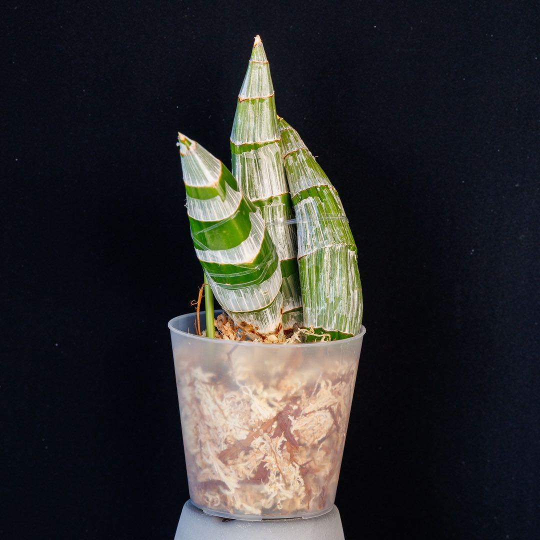 SVO 実生 イエロー系 タケノコ蘭 カタセタム Clowesetum