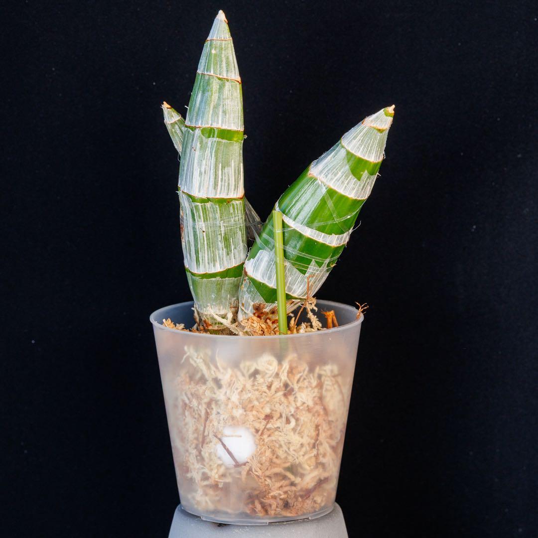 SVO 実生 イエロー系 タケノコ蘭 カタセタム Clowesetum