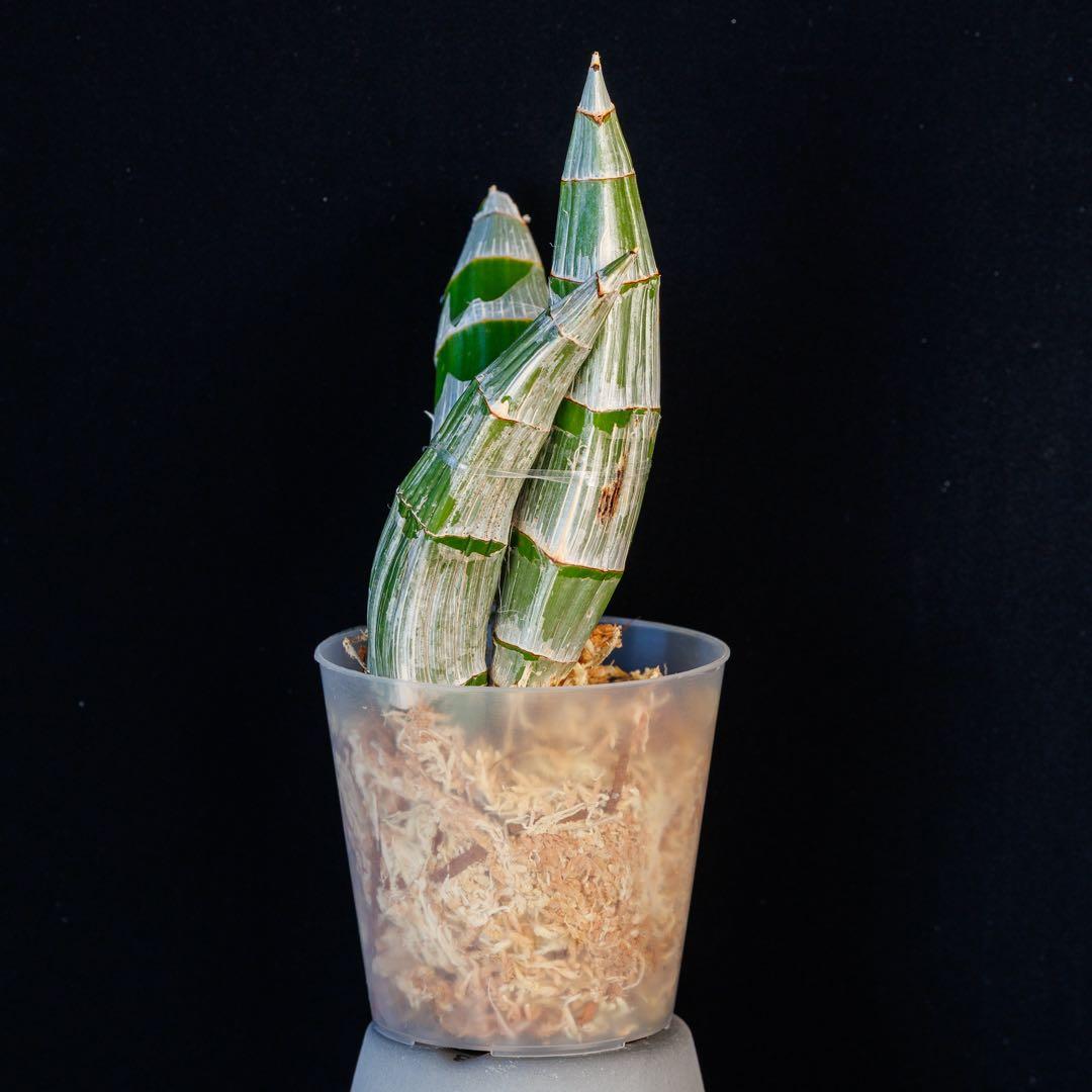 SVO 実生 イエロー系 タケノコ蘭 カタセタム Clowesetum