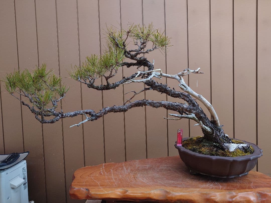 ※引取限定※　盆栽　赤松　樹高58cm