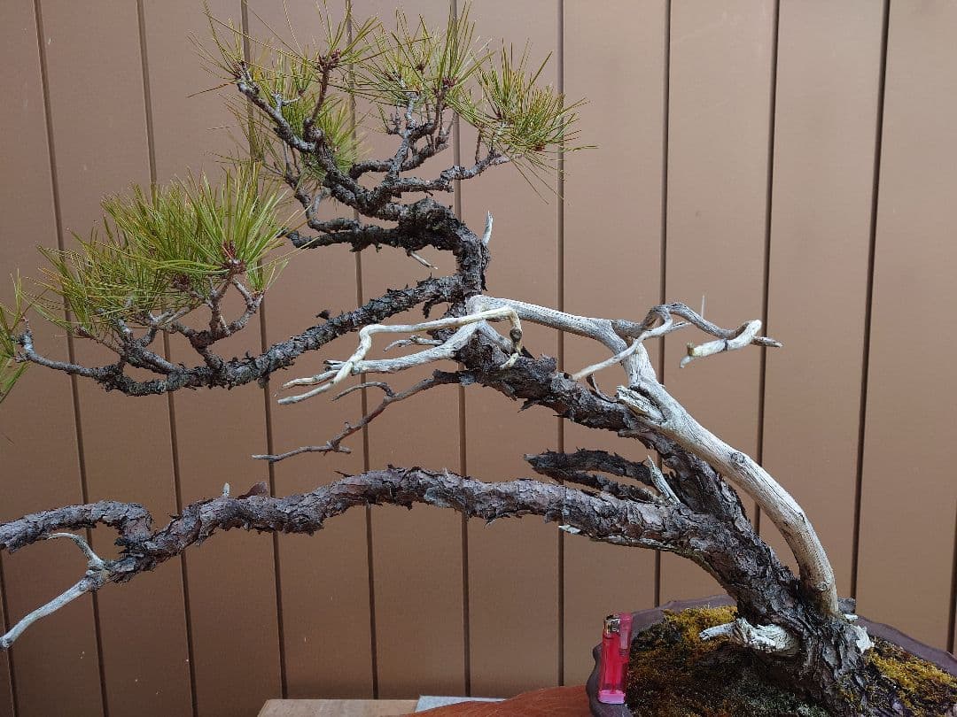 ※引取限定※　盆栽　赤松　樹高58cm