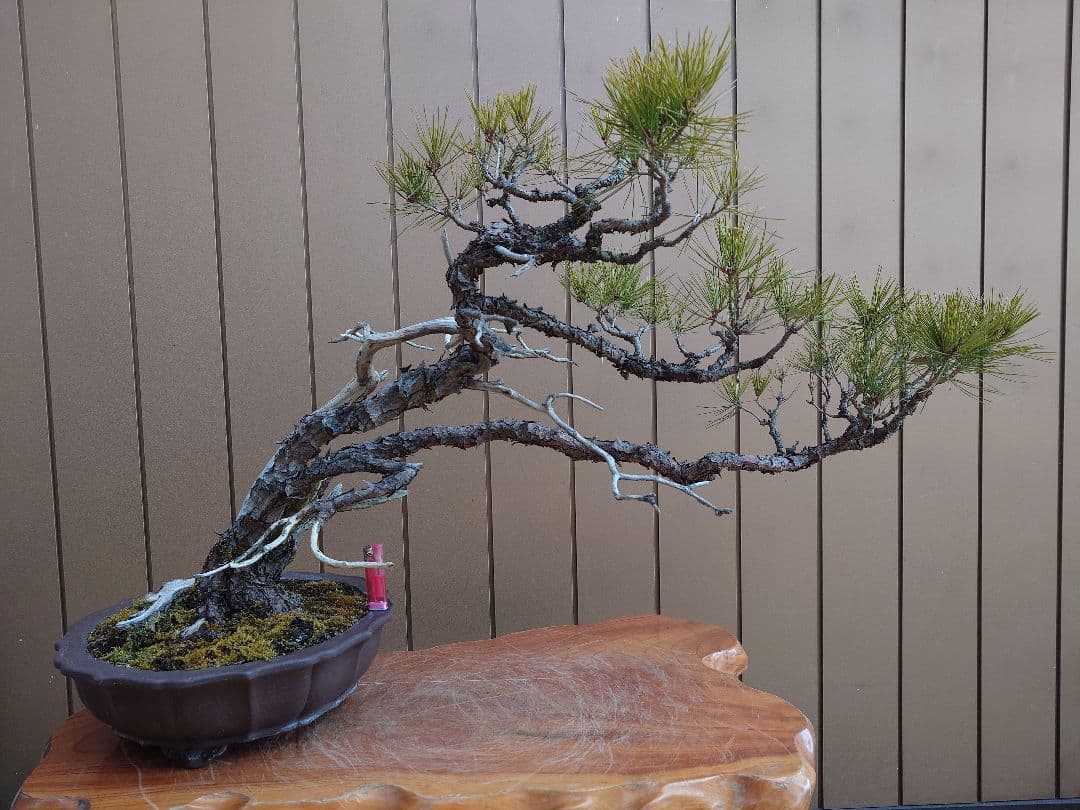 ※引取限定※　盆栽　赤松　樹高58cm