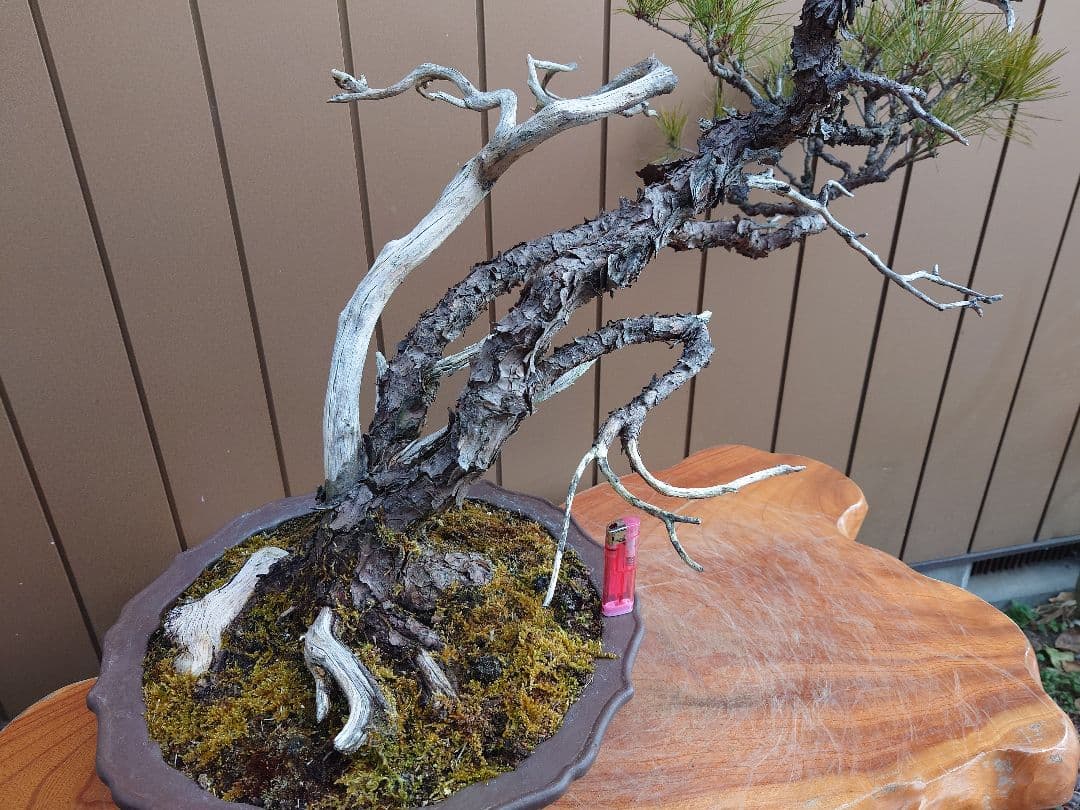 ※引取限定※　盆栽　赤松　樹高58cm