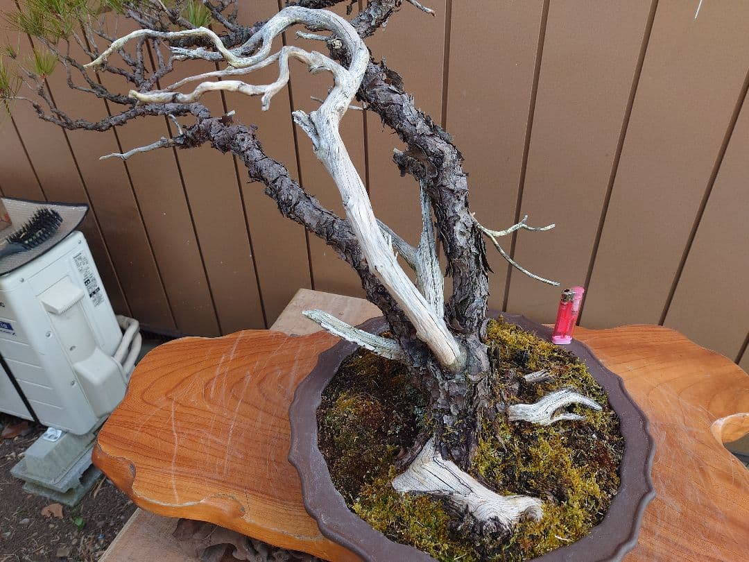 ※引取限定※　盆栽　赤松　樹高58cm