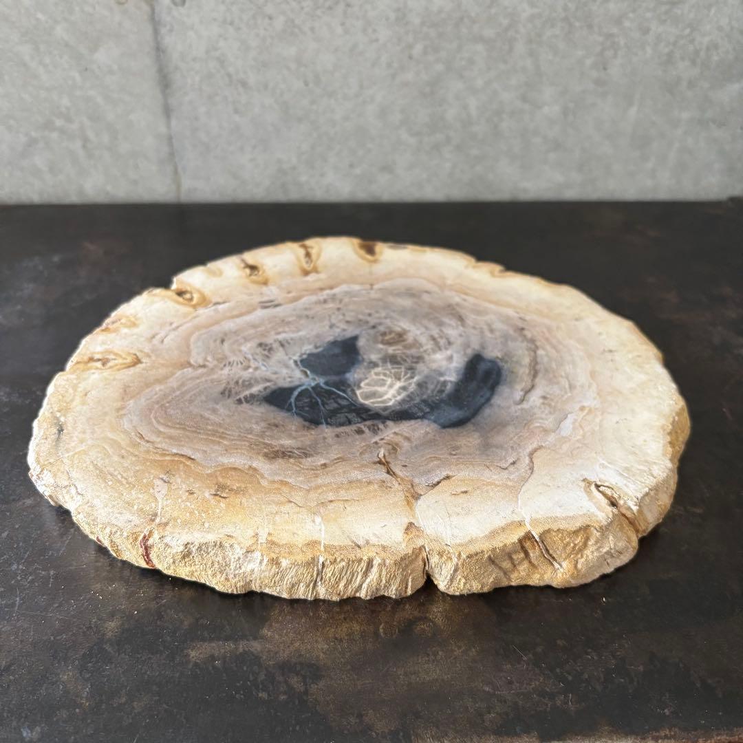 珪化木 木化石 フォッシルプレート E ペトリファイドウッド