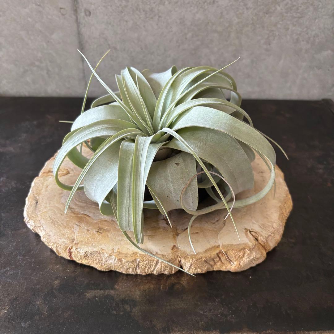 珪化木 木化石 フォッシルプレート E ペトリファイドウッド