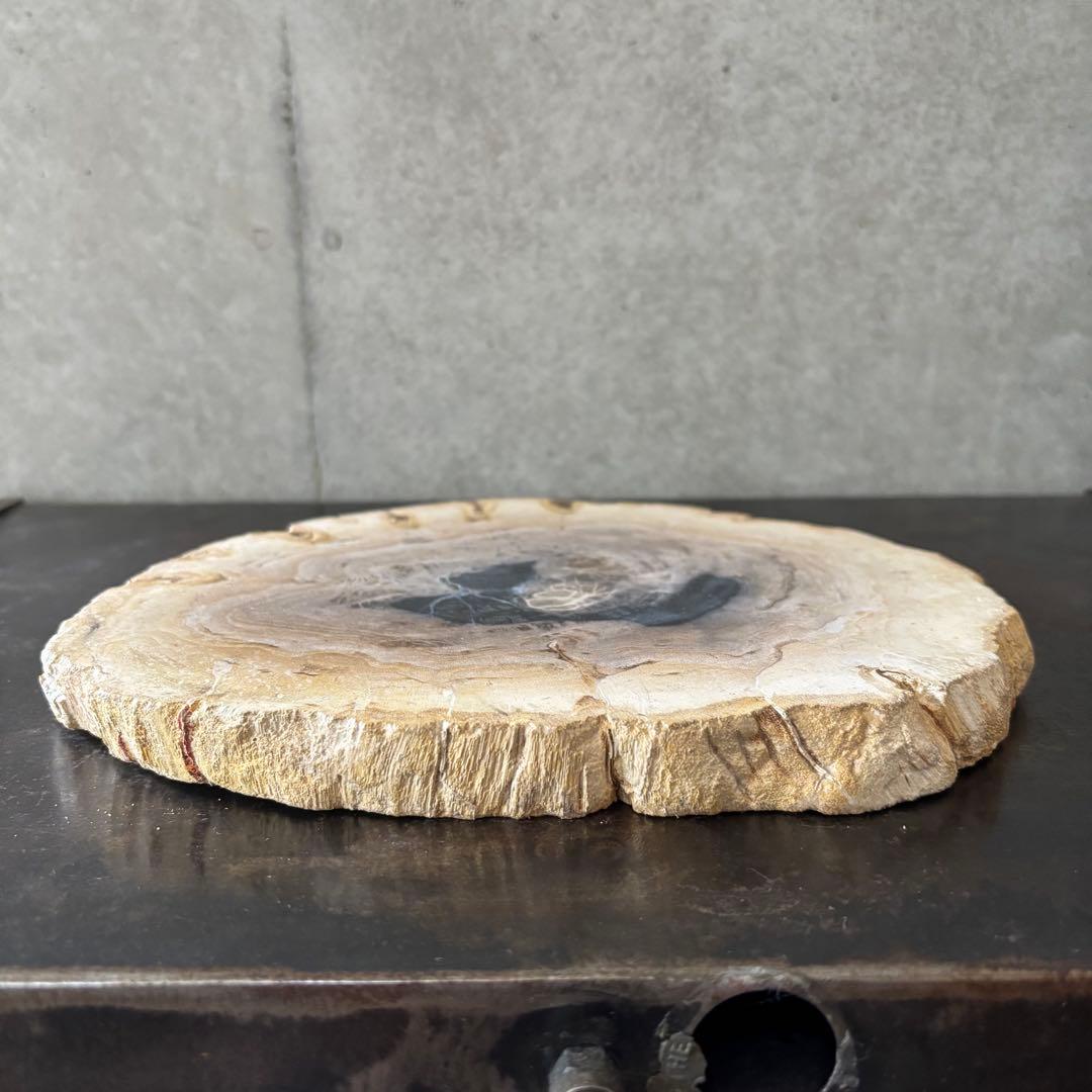 珪化木 木化石 フォッシルプレート E ペトリファイドウッド