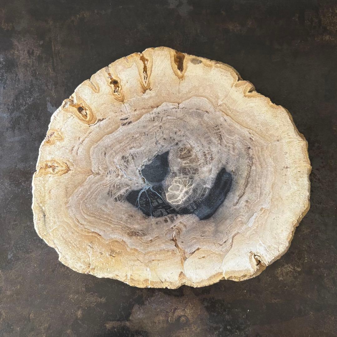 珪化木 木化石 フォッシルプレート E ペトリファイドウッド