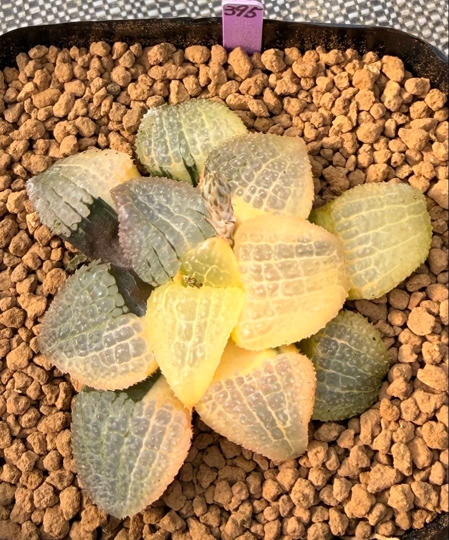 ハオルチア　天空の境錦　極上株