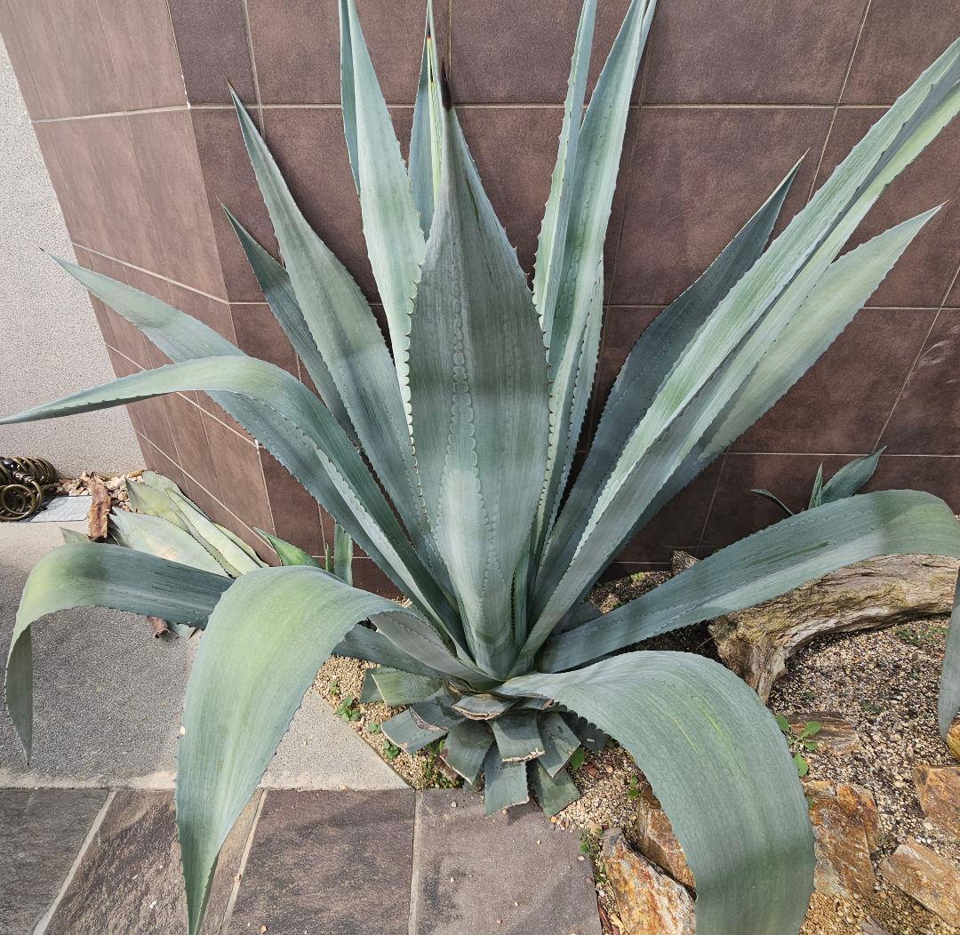 【引取限定】大型アガベ　オアハカセンシス　アメリカーナ