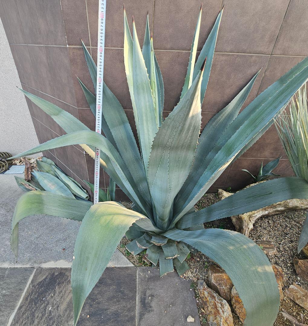 【引取限定】大型アガベ　オアハカセンシス　アメリカーナ
