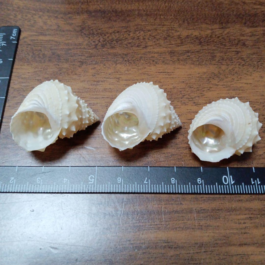 貝殻標本　イガギンエビス⑧