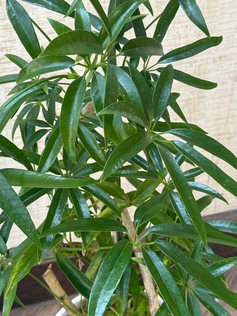 ☆ シェフレラ•アンガスティフォリア♪ 曲がりフォルム 85cm♪