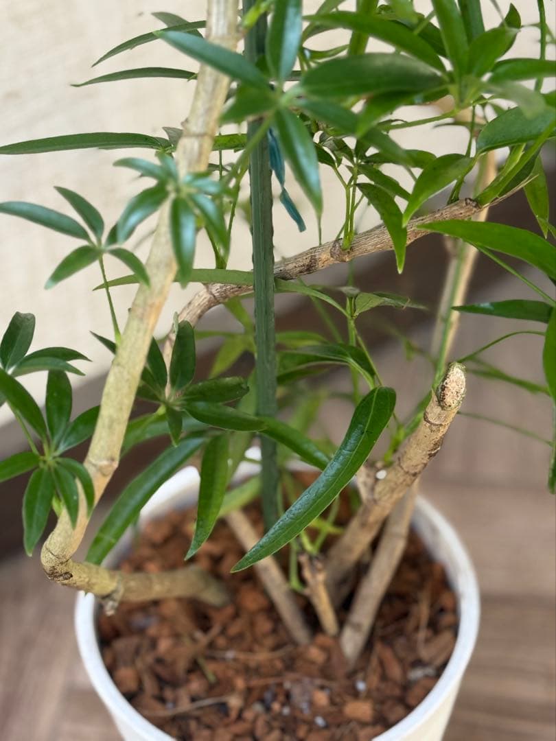 ☆ シェフレラ•アンガスティフォリア♪ 曲がりフォルム 85cm♪