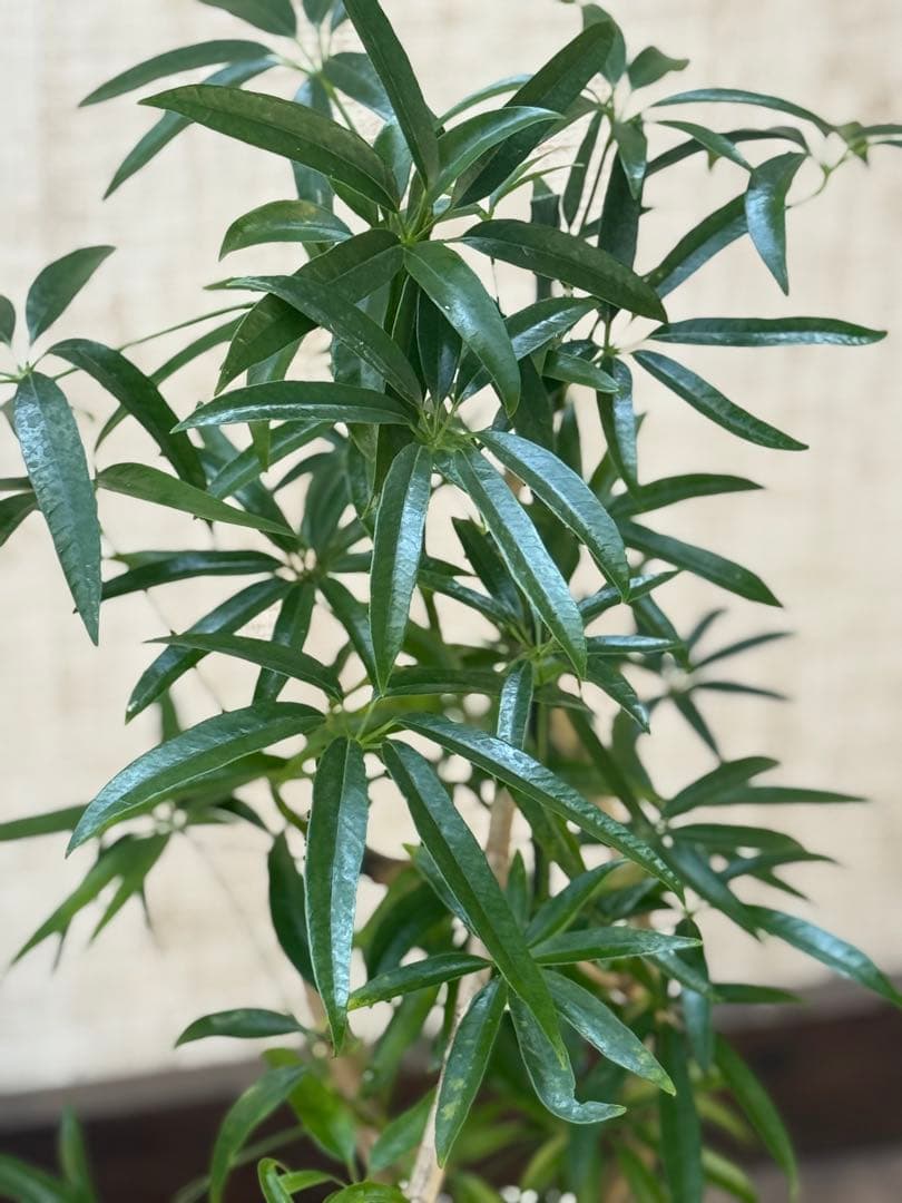 ☆ シェフレラ•アンガスティフォリア♪ 曲がりフォルム 85cm♪