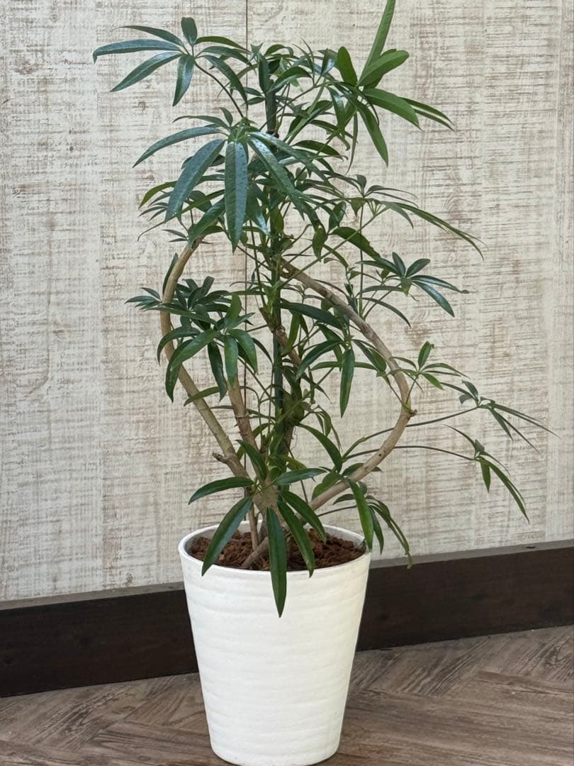 ☆ シェフレラ•アンガスティフォリア♪ 曲がりフォルム 85cm♪