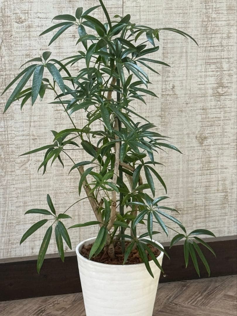 ☆ シェフレラ•アンガスティフォリア♪ 曲がりフォルム 85cm♪