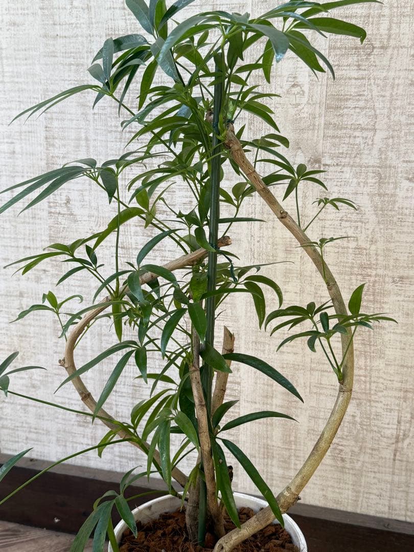 ☆ シェフレラ•アンガスティフォリア♪ 曲がりフォルム 85cm♪