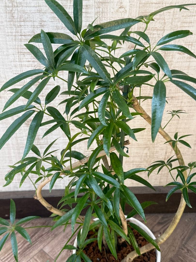 ☆ シェフレラ•アンガスティフォリア♪ 曲がりフォルム 85cm♪