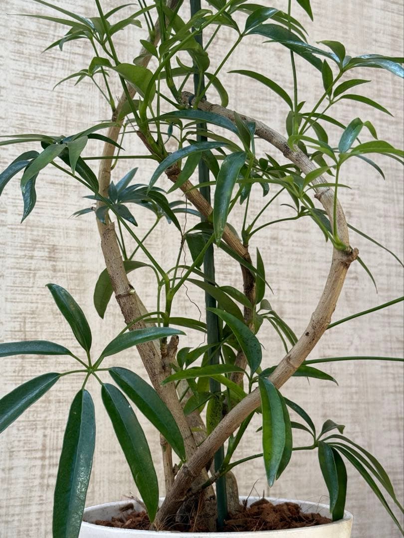 ☆ シェフレラ•アンガスティフォリア♪ 曲がりフォルム 85cm♪