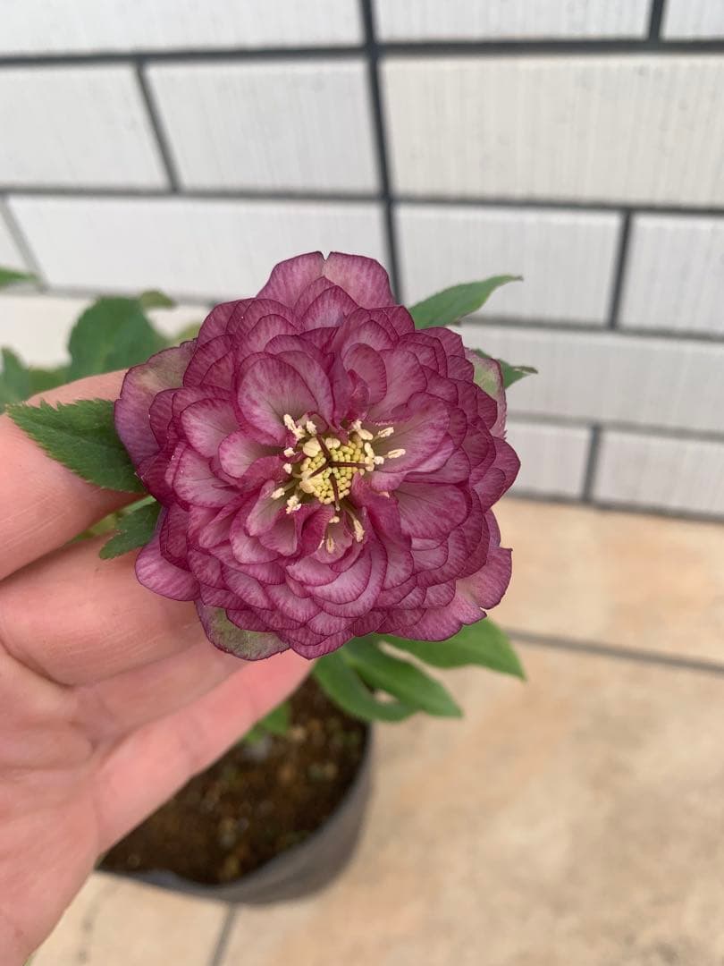 今週限定　野田園芸　クリスマスローズ