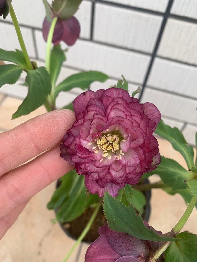 今週限定　野田園芸　クリスマスローズ