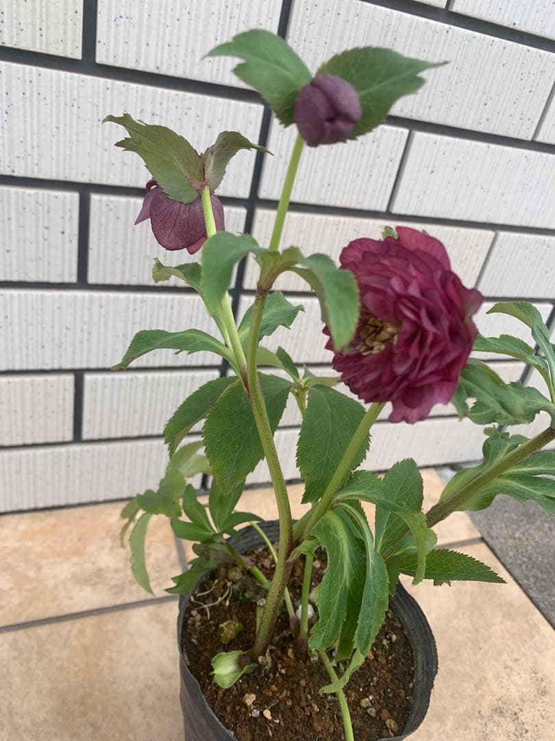 今週限定　野田園芸　クリスマスローズ