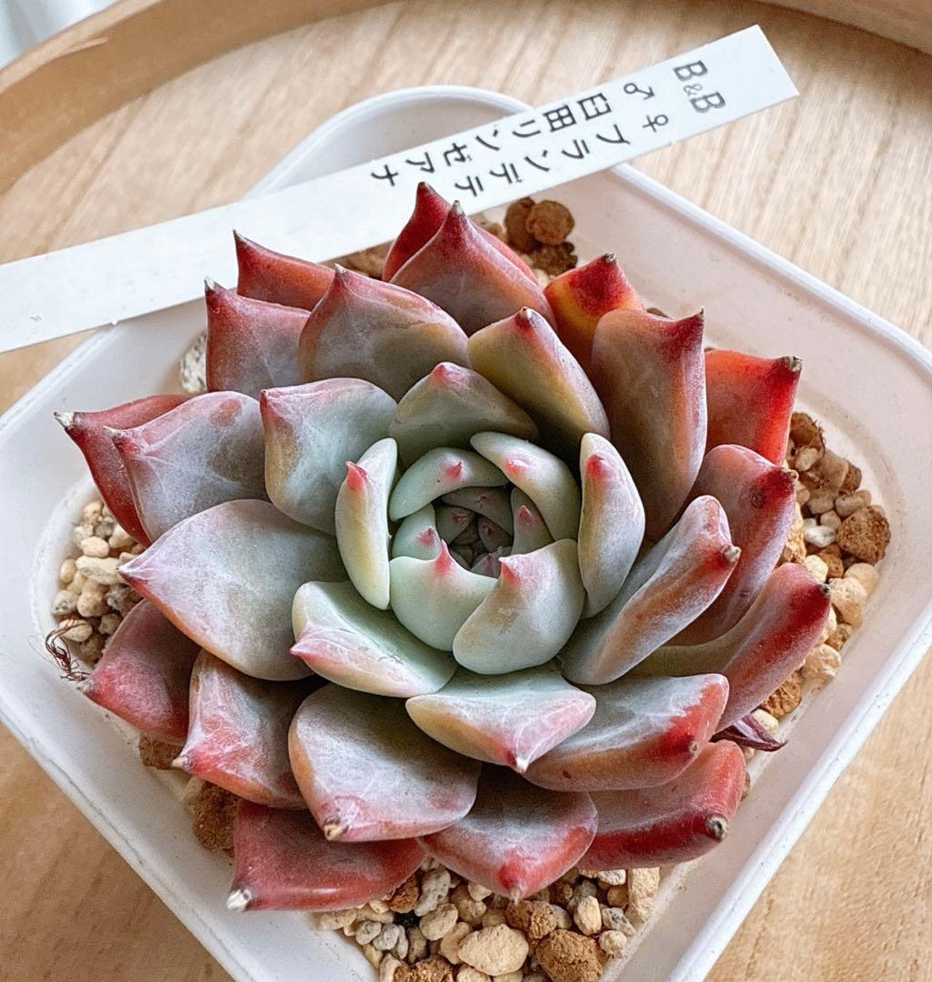 ぼのぼのさん苗 ブランデティ×臼田リンゼアナ 札つきෆ˚*