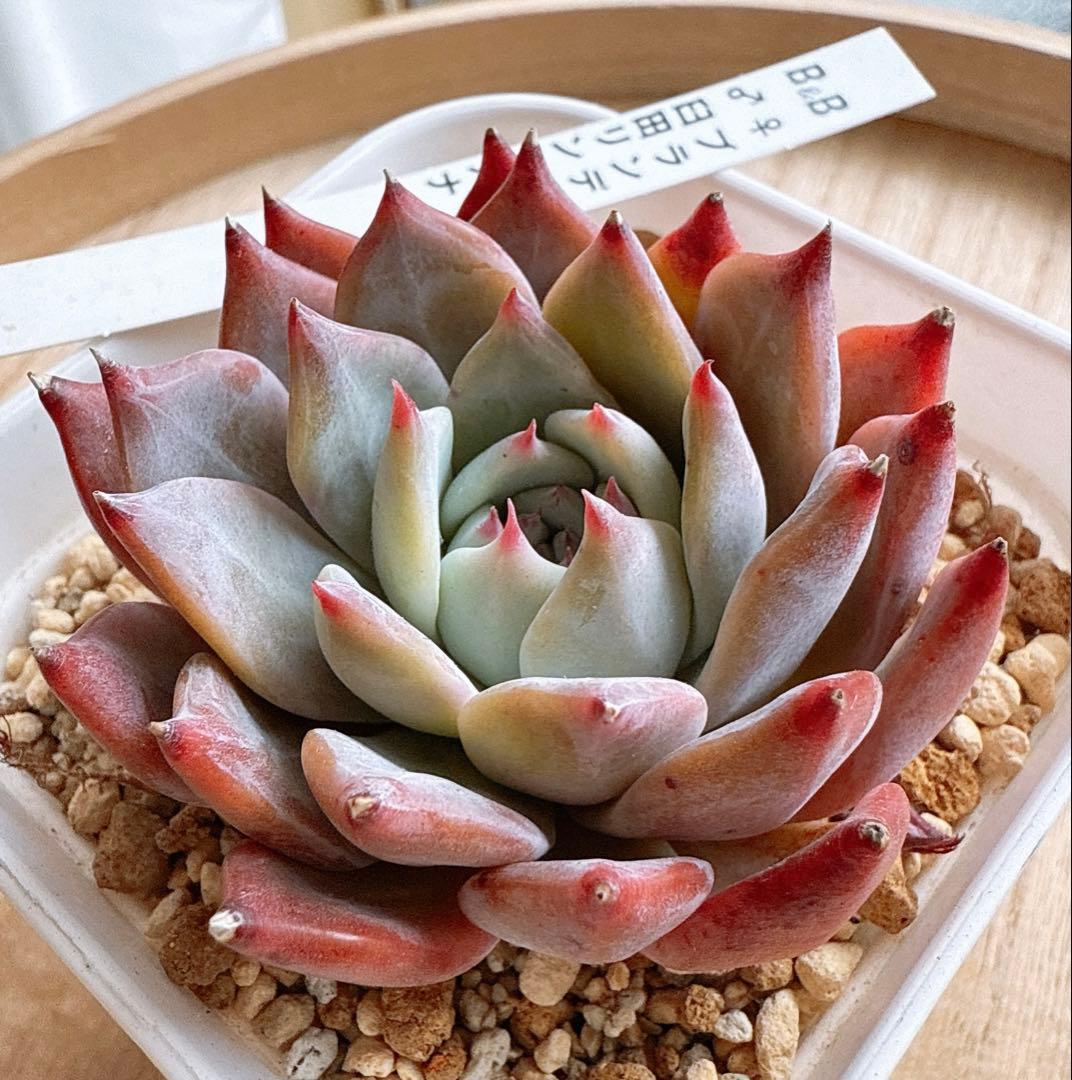 ぼのぼのさん苗 ブランデティ×臼田リンゼアナ 札つきෆ˚*